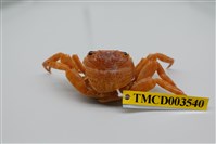 藏品(白紋方蟹)的圖片